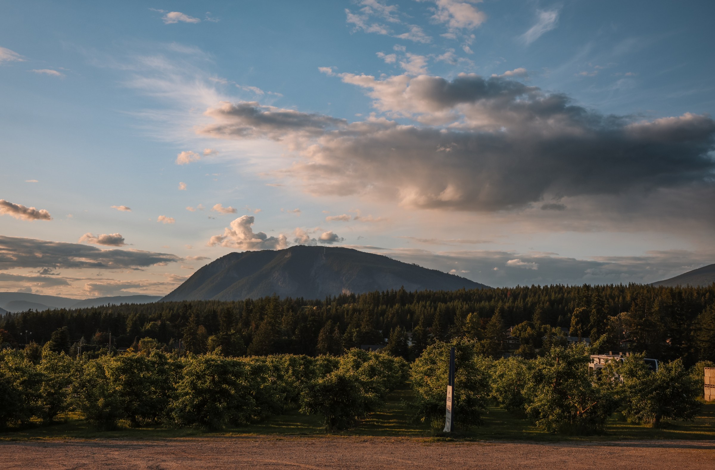 Apple orchard rows glowing under a golden-hour sky near Salmon Arm