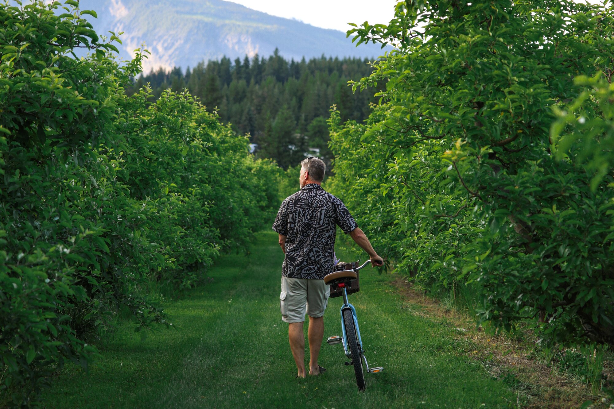 A person walking a bike along a grassy row through a Shuswap orchard