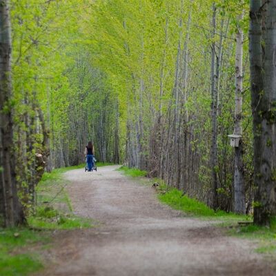 Spring colour along a Salmon Arm pathway